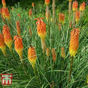 Kniphofia uvaria 4 Bare Root Plants