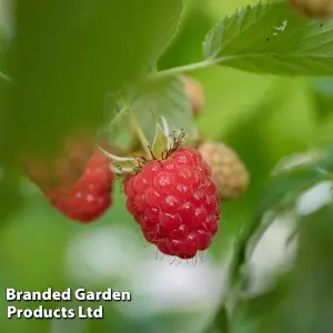 Grow Your Own Fruit  Raspberry Cascade Delight 1 Long Cane