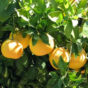 Grapefruit Tree - Outdoor Fruit Tree, Grow Your Own Tasty Fruits, Ideal Size for UK Gardens in 20cm Pot (2-3ft)