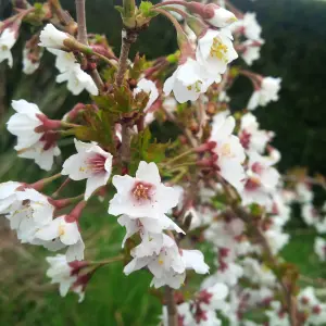 Ornamental Prunus incisa 'Kojo-no-Mai' Fuji Cherry Tree in a 19cm Pot