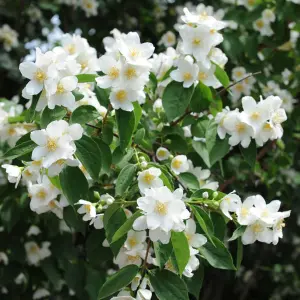 Philadelphus Manteau d'Hermine Garden Shrub - Fragrant White Flowers, Compact Size (10-30cm Height Including Pot)