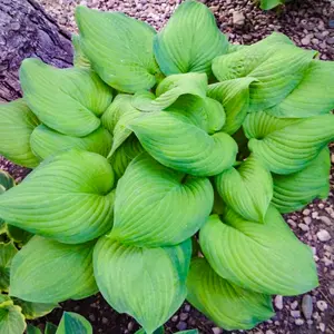 Hosta Guacamole - Bright Green Foliage, Ideal for Shady Borders in UK Gardens, Compact Size (20-30cm Height Including Pot)