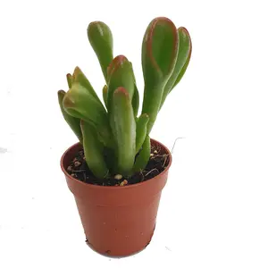 House Plant - Crassula - Hobbit - 5 cm Pot size - Below 10 cm Tall - Crassula Hobbit - Indoor Plant