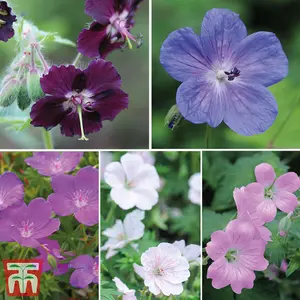 Geranium Mixed 10 Bare Roots Plants