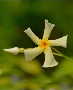 Fragrance Climbing Trachelospermum Collection - Star Jasmine in 9cm pots