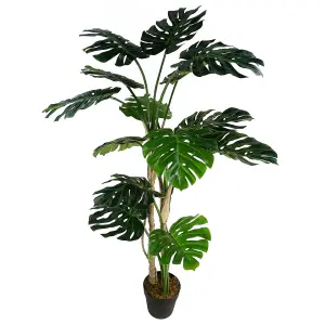 150cm (5ft) Luxury Monstera Plant Black Pot