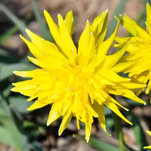 Narcissus Rip van Winkle 25 bulbs size 8/10