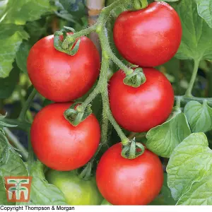 Tomato Ailsa Craig 1 Seed Packet (50 Seeds)