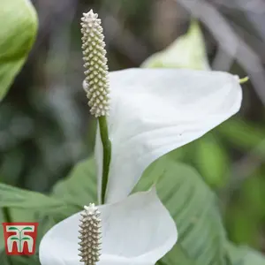 Houseplant Peace Lily -  Spathiphyllum Torelli 'Air So Pure' 9cm Potted Plant x 1