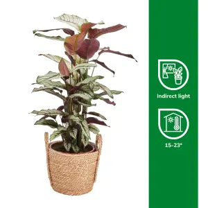 Verve Calathea white star in Natural Seagrass Decorative pot 19cm