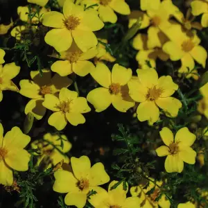 Tagetes Lemon Gem 1 Seed Packet