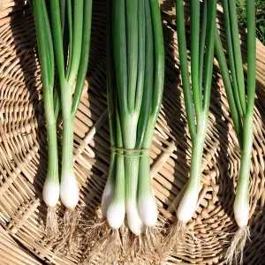 Organic Spring Onion White Lisbon 1 Seed Packet (400 Seeds)