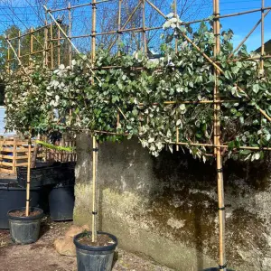 Silverberry Oleaster Pleached Tree with Staking Kit - 100cm Stem and 10cm Girth