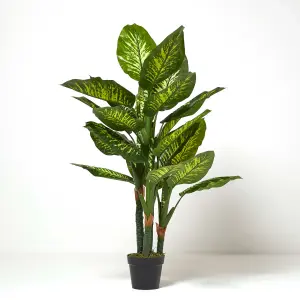 Homescapes Dieffenbachia Dumb Cane Plant in Pot, 150 cm Tall