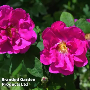 Rose Rugosa Rubra 2 Litre Potted Plant x 1