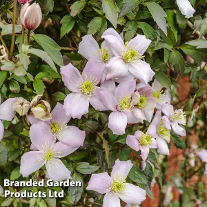 Clematis montana Mayleen 7cm Potted Plant  x 3