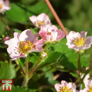 Grow Your Own Fruit  Strawberry (Fragaria) Gasana 9cm Taupe Pot x 1