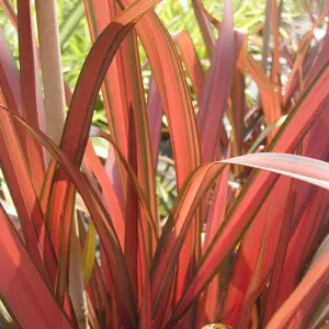 3 x Phormium Mix Including Vars. Flamingo, Golden Ray, Maori Maiden in 9cm Pots