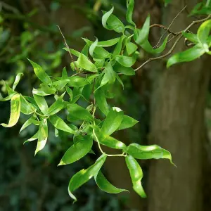 Salix babylonica 'Tortuosa' in 3 Litre Pot - Dragon's Claw Willow - 85-100cm in Height