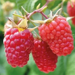 Rubus idaeus Malling Promise Garden Plant - Sweet Red Raspberries, Compact Growth, Medium Size (20-30cm Height Including Pot)