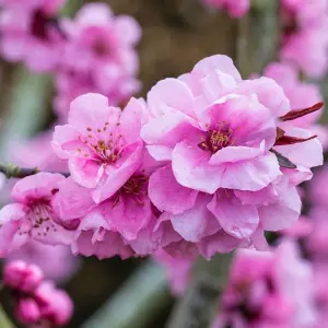 Prunus Spring Glow Tree - Bright Pink Flowers, Vibrant Foliage, Hardy (5-6ft)