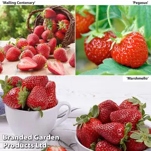 Fruit Summer Strawberry Trio - 18 Bare Root Plants (6 Of Each Variety)