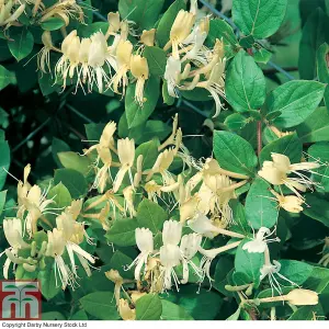 Lonicera (Honeysuckle) japonica Halliana 3 Litre Potted  Plant x 2