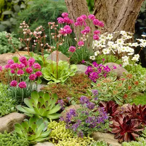 Alpine Plant Mix - Collection of Outdoor Garden Plants, Ideal for Pots and Containers (6 Plants)