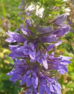 Lincolnshire Pond Plants Ltd Marginal Plants - Pond Plants (Lobelia Siphilitica) - 3 Litre potted