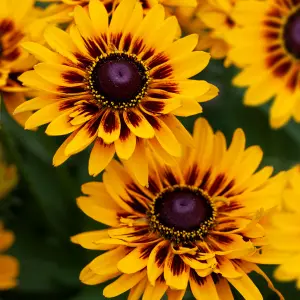 Gardeners Dream Rudbeckia SmileyZ Giggling (9cm)