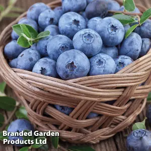 Fruit Blueberry (Vaccinium) Duo Collection 1.5 Litre Potted Plant x 2