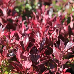 Scarletta Switch Ivy Outdoor Shrub Plant Leucothoe 2L Pot