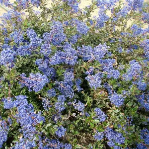 Ceanothus Blue Sapphire - Blue Flowers, Evergreen, California Lilac, Hardy (20-30cm Height Including Pot)