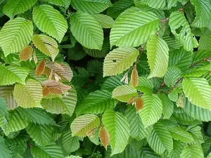 Hornbeam Hedging Plants x20 Carpinus Betulus 7-8ft Full Pallet of Rootball Trees