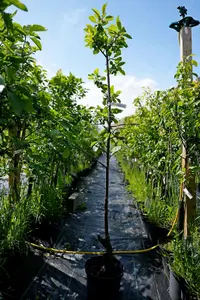 Lincolnshire Fruits Opal Plum Bareroot 12 Litre 1.5m Tree