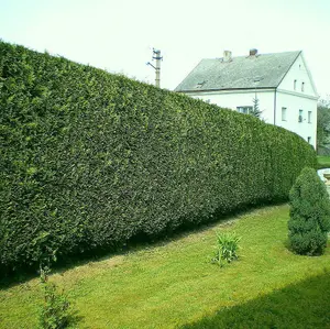 5 Leyland Cypress / Green Leylandii in 9cm Pots, 30-40cm Evergreen Hedging Plants 3FATPIGS