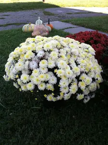 3 x White Chrysanthemum Garden mums in 10.5cm Pots