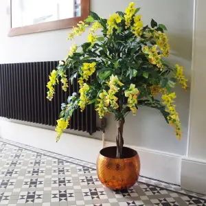 120cm Yellow Flowering Wisteria Tree