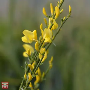 Cytisus Praecox Allgold 3.6 Litre Potted  Plant x 1