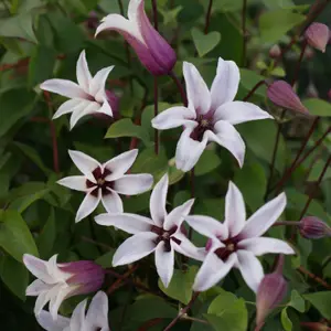 Clematis Princess Kate White Flowering Vine Climbing Plant 60cm Cane 2L Pot