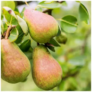 Dwarf Patio Williams' Bon Chrétien Pear Tree, Ready to Fruit, Old English Dessert Pear 3FATPIGS