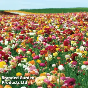 Ranunculus Mixed 50 Bulbs - Summer Flowering