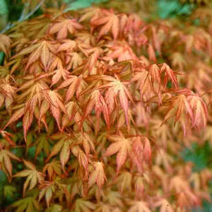 Katsura Japanese Maple Shrub Plant Acer Palmatum 3L Pot 40cm Grafted