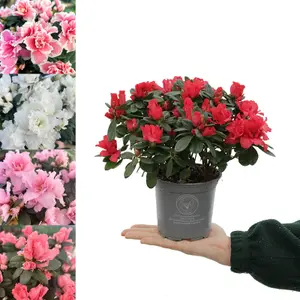 Azalea Simsii - Indoor Plant in 12cm Pot - Grows 2 Metres in Height