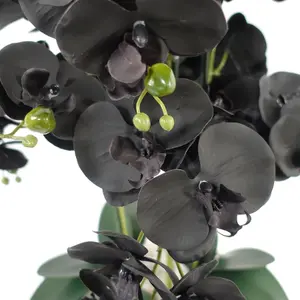 60cm Orchid Black - Gold Ceramic Planter