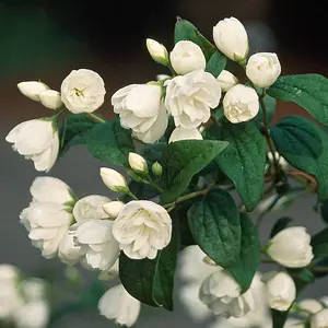 Mock Orange Philadelphus Snowbelle in a 9cm Pot Ready to Plant Out Garden Ready Plants Supplied as 1 x Established Plant