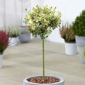 Ilex Golden King Patio Tree - Stunning Variety, Ideal for UK Gardens, Compact Size (2-3ft)