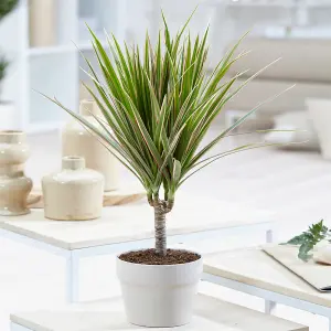 Dracaena marginata - Dragon Tree Indoor Plant (20-30cm Height Including Pot)