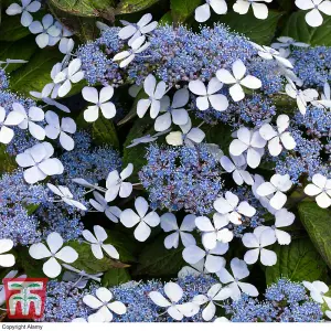 Hydrangea serrata Bluebird 3.6 Litre Potted Plant x 1