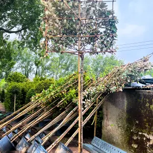 Silverberry Oleaster Pleached Tree with Staking Kit - 200cm Stem and 10cm Girth